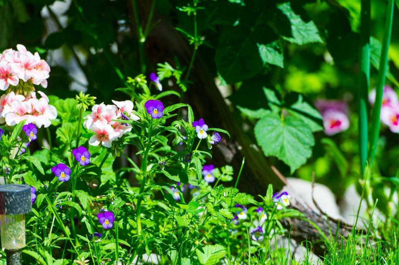 Grancharova Guest House Bansko Dış mekan fotoğraf